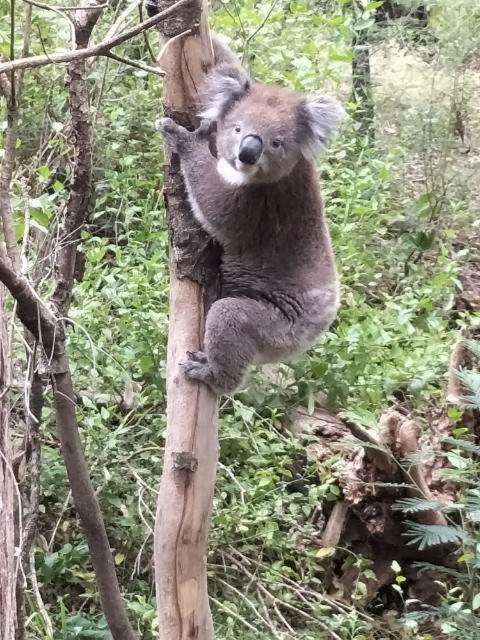 Mallacoota'S Shady Gully Caravan Park Екстер'єр фото