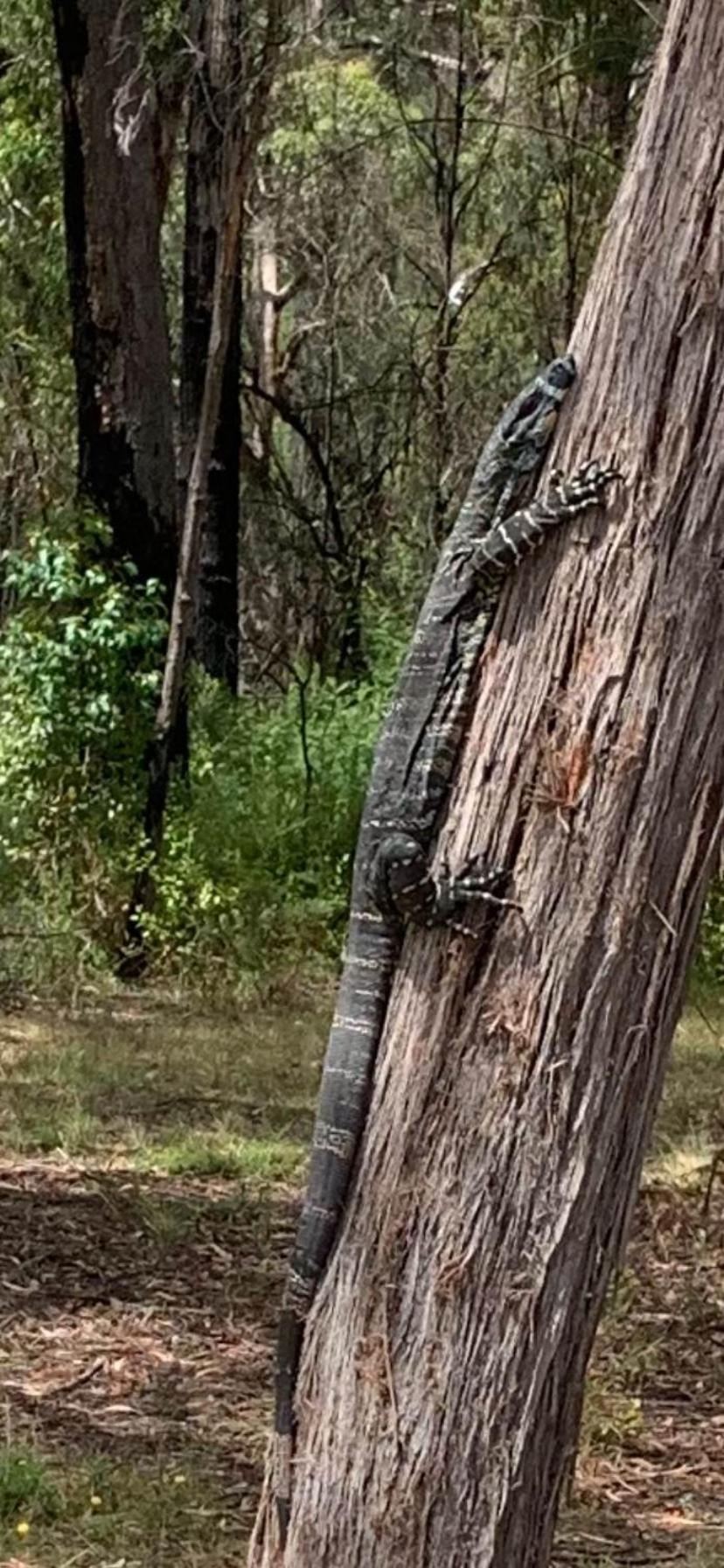 Mallacoota'S Shady Gully Caravan Park Екстер'єр фото