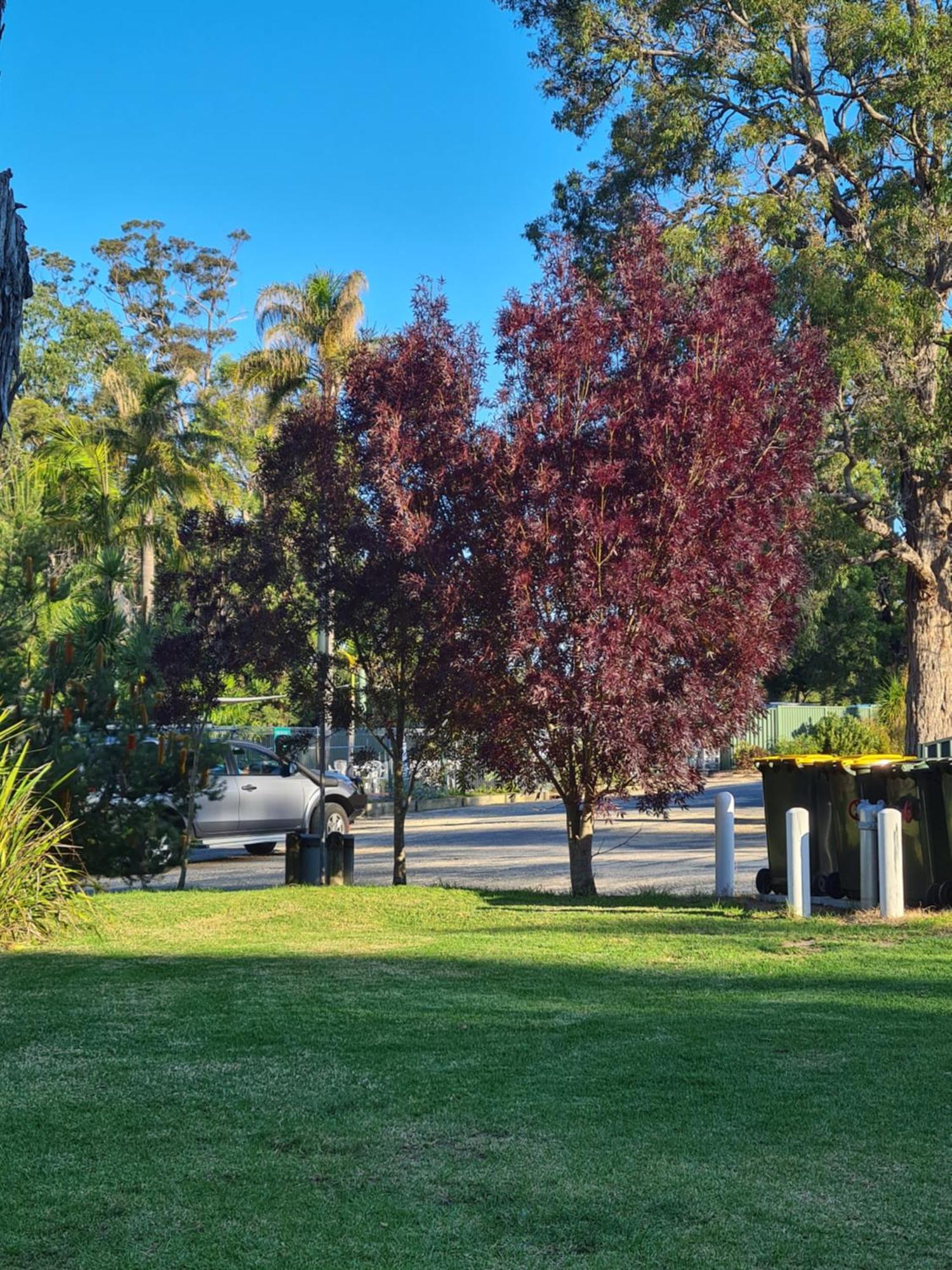 Mallacoota'S Shady Gully Caravan Park Екстер'єр фото