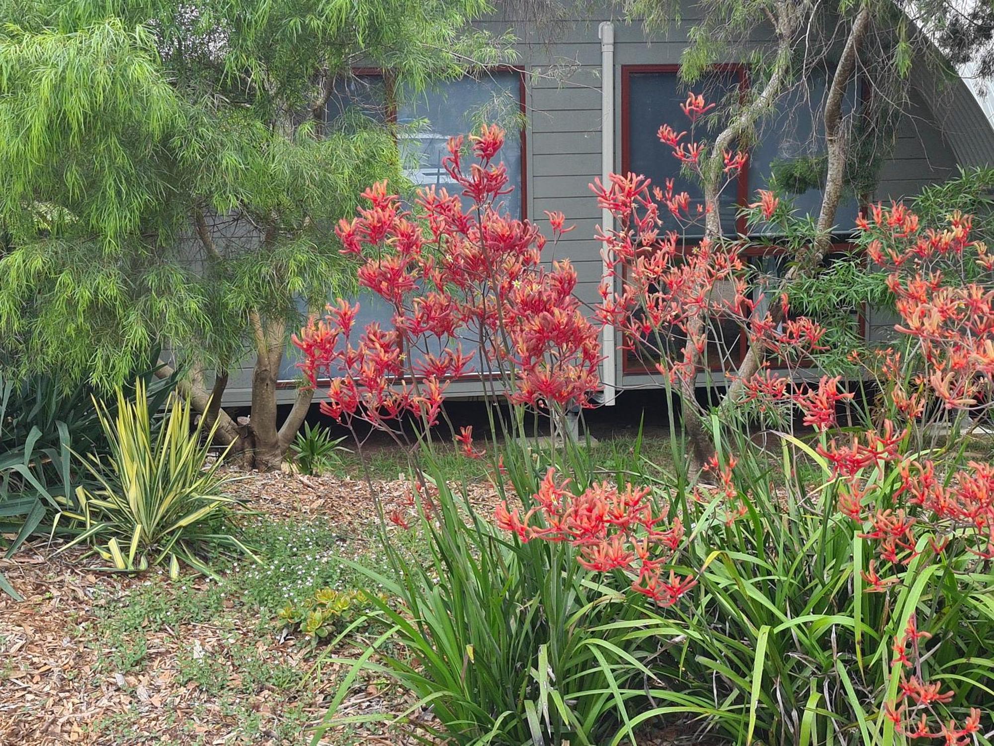 Mallacoota'S Shady Gully Caravan Park Екстер'єр фото