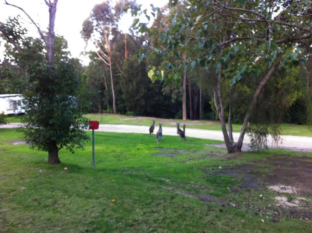 Mallacoota'S Shady Gully Caravan Park Екстер'єр фото