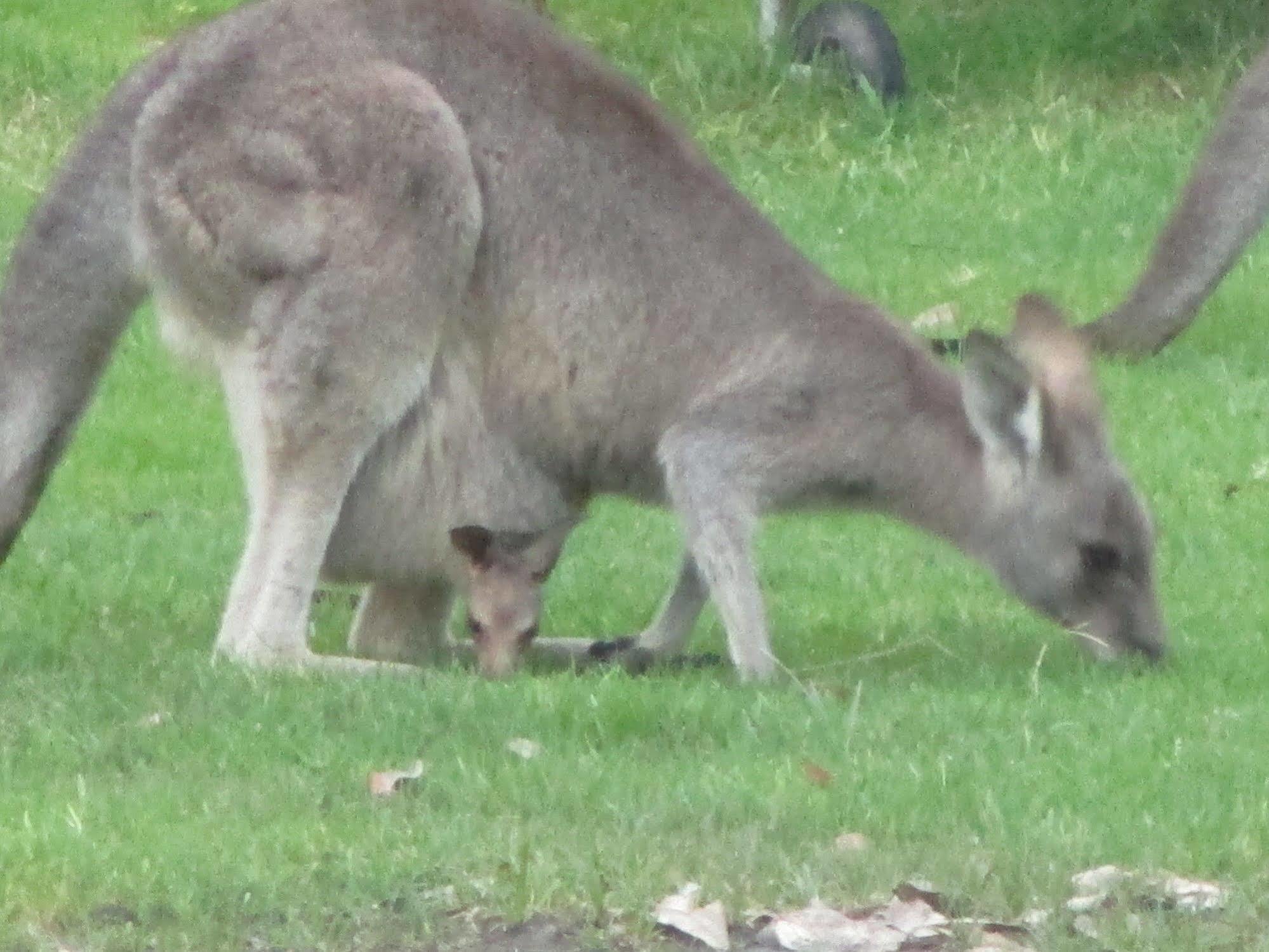 Mallacoota'S Shady Gully Caravan Park Екстер'єр фото